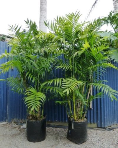 MacArthur Palm
