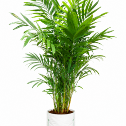 MacArthur Palm