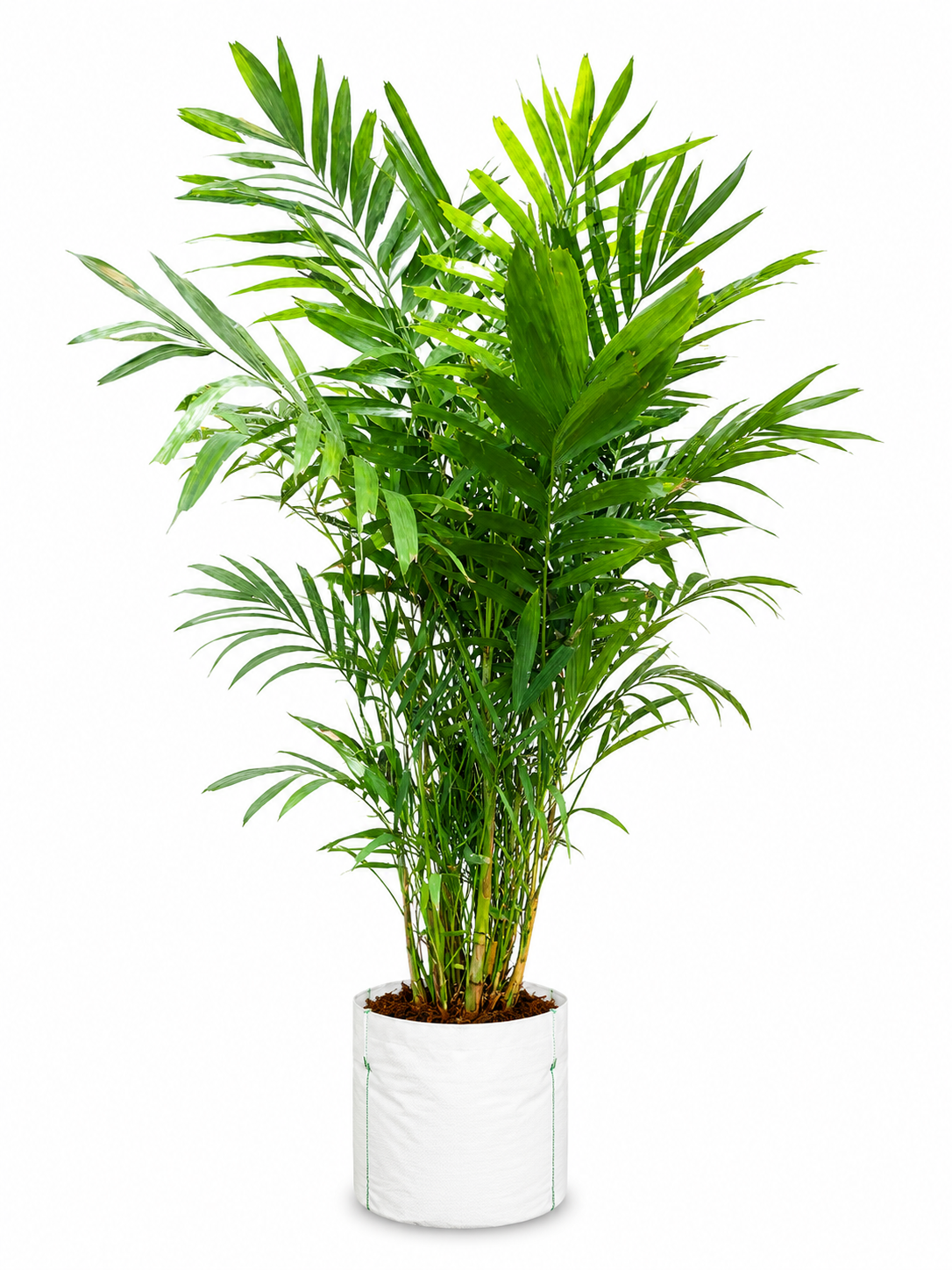 MacArthur Palm