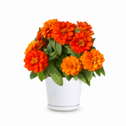 Lowe's Multicolor Zinnia