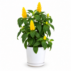 Pachystachys Lutea (Golden Shrimp Plant)