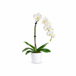 Phalaenopsis Orchid Plant