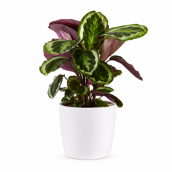 Calathea Medallion