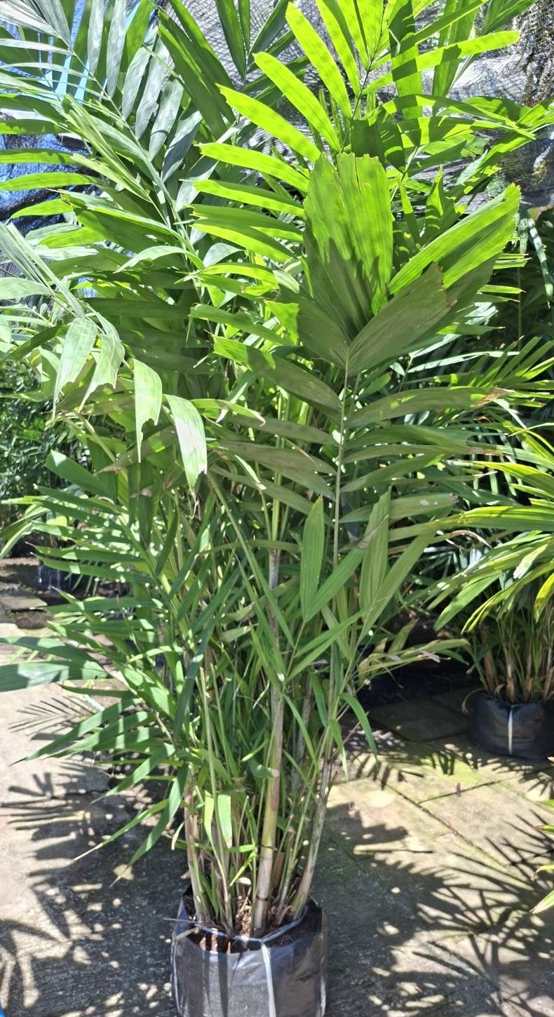 MacArthur Palm - Image 2
