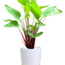 Ruminoides (Red Stemmed Thalia)