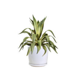 Agave Desmettiana Yellow