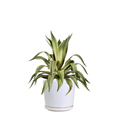 Agave Desmettiana Yellow