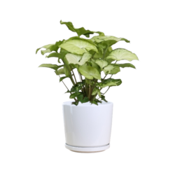 Arrow Head Plant