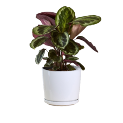 Calathea Medallion ลายหางนกยูง