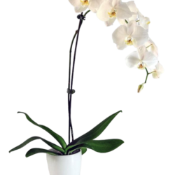 Phalaenopsis Orchid Plant