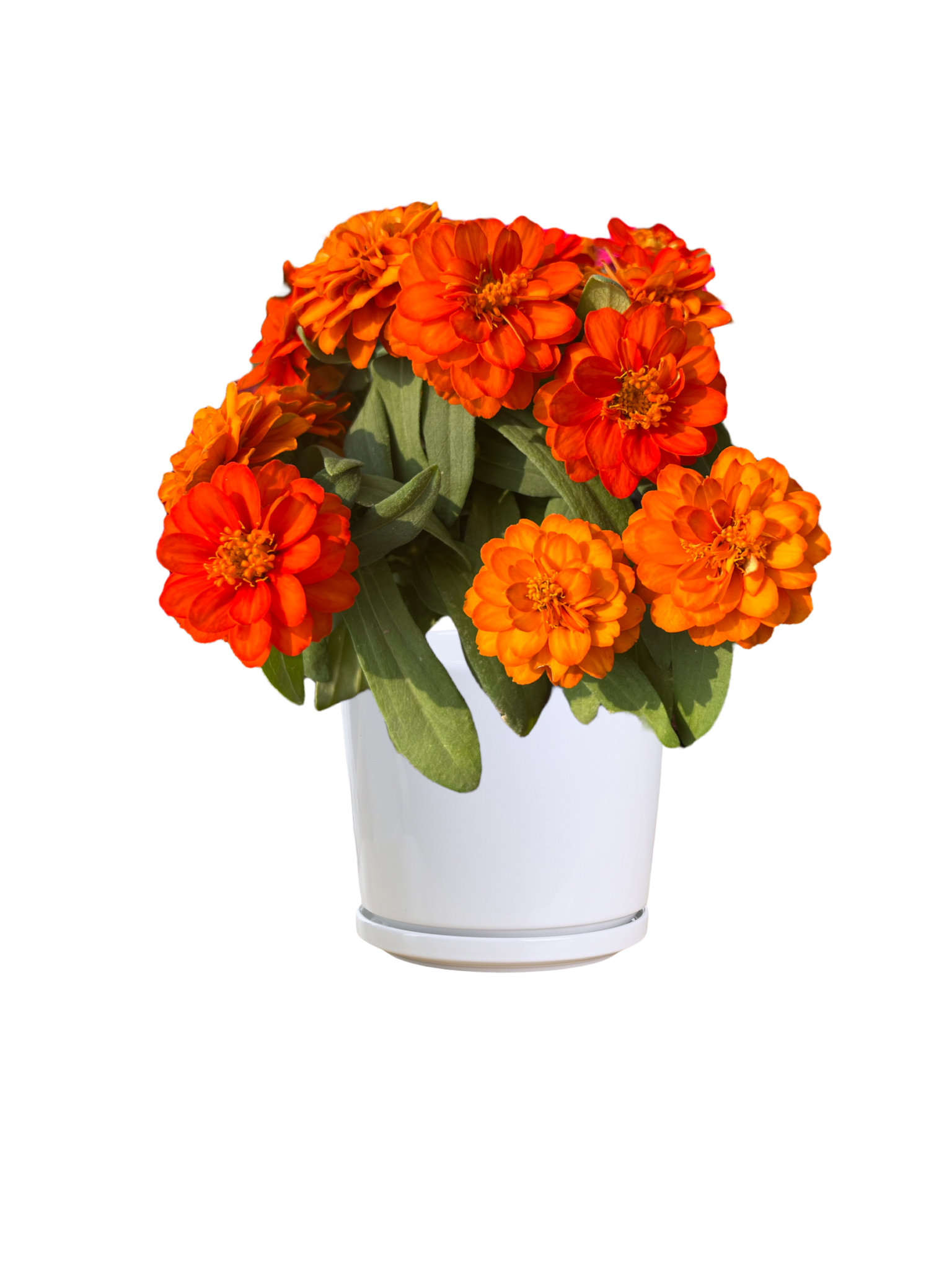 Lowe's Multicolor Zinnia Thai Garden Design