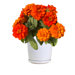 Lowe's Multicolor Zinnia