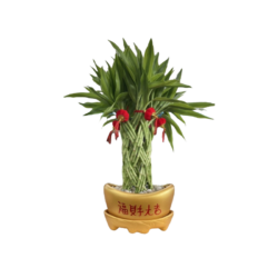 Lucky Bamboo
