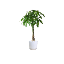 Pachira Money Tree