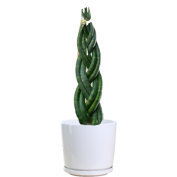 Sansevieria Cy. Sp. 'Velvet Touch'