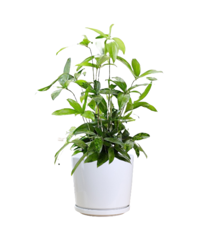 Dracaena Surculosa