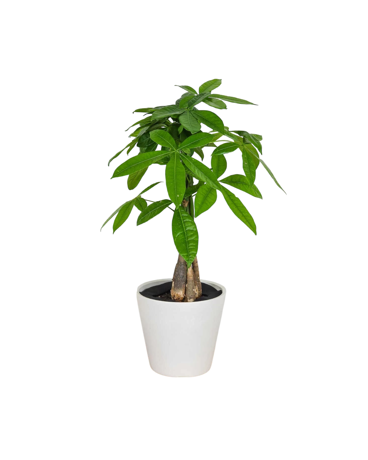 Pachira Money Tree - Image 2