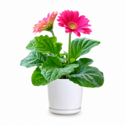 Monrovia Pink Gerbera Daisy