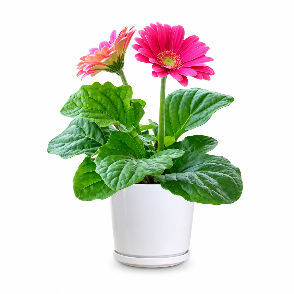 Monrovia Pink Gerbera Daisy