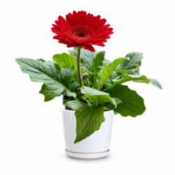 Monrovia Red Garvinea