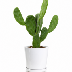 Opuntia microdasys - Bunny Ear Cactus
