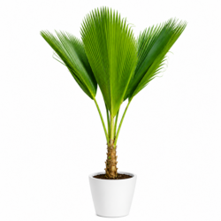 Fiji Fan Palm