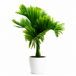 Betel Nut Palm