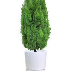 Goldcrest Cypress (Lemon Cypress)