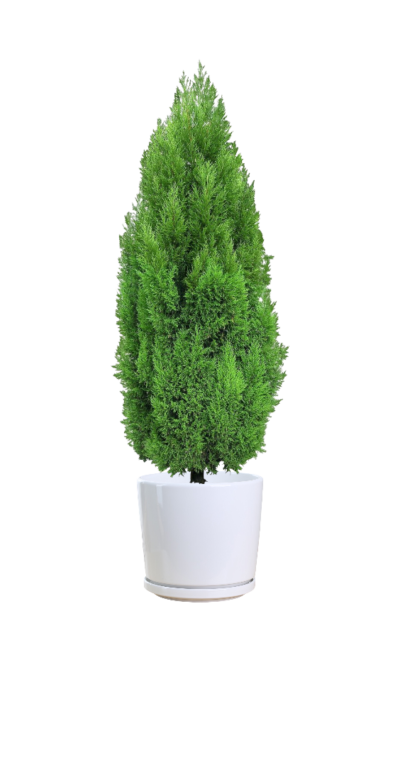 Goldcrest Cypress (Lemon Cypress)