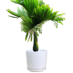 Betel Nut Palm