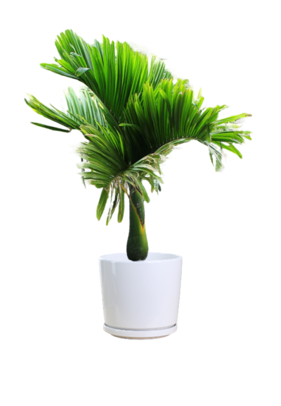 Betel Nut Palm