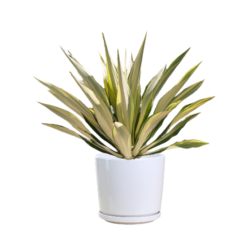 Furcraea Foetida Mediopicta
