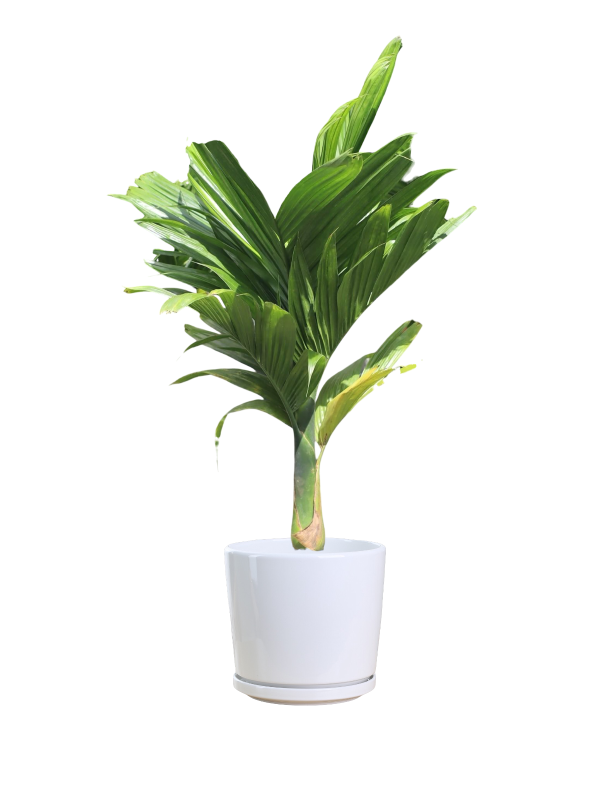 Betel Nut Palm - Image 2