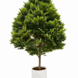 Black Ebony Tree