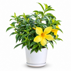 Golden Trumpet Vine