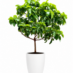 Avocado tree