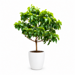 Avocado tree