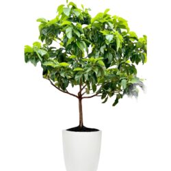 Avocado tree
