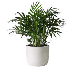 Chamaedorea elegans