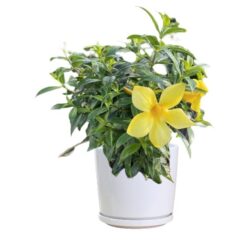 Golden Trumpet Vine