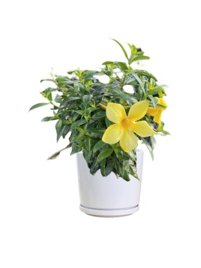 Golden Trumpet Vine