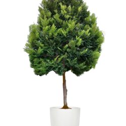 Black Ebony Tree