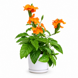 Orange Marmalade - Firecracker Plant