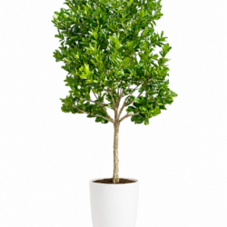 Alexandrian Laurel (Calophyllum inophyllum)