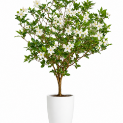 Crepe Jasmine (Mature)