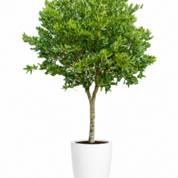 Elaeocarpus grandiflorus - Khrai yoi