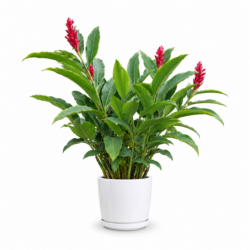 Red Ginger Plant