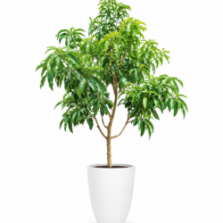 Mango Tree