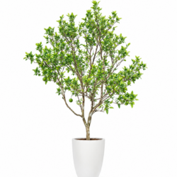 Sweet Orange Tree