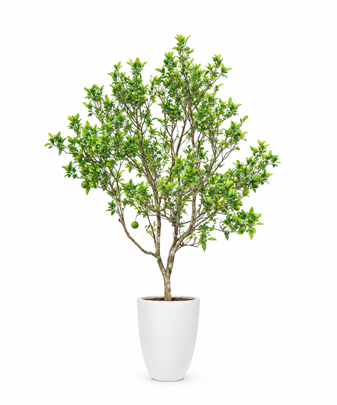 Sweet Orange Tree